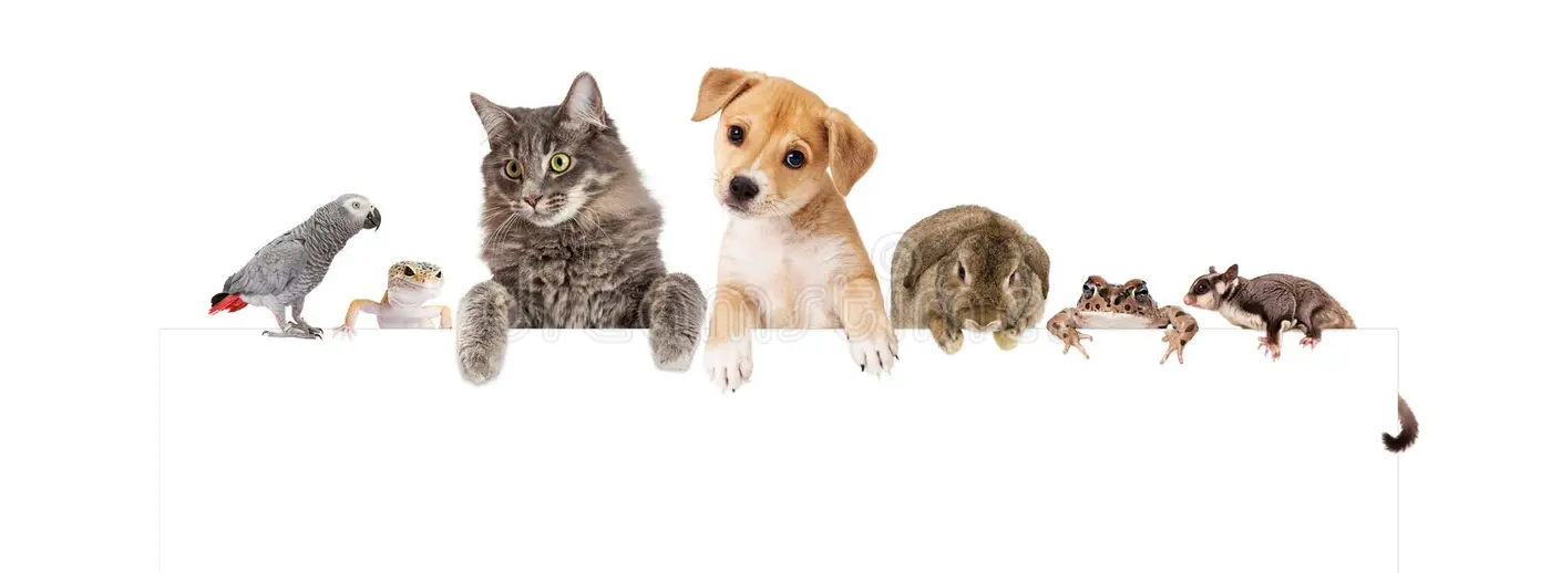 CMP Pets Day
